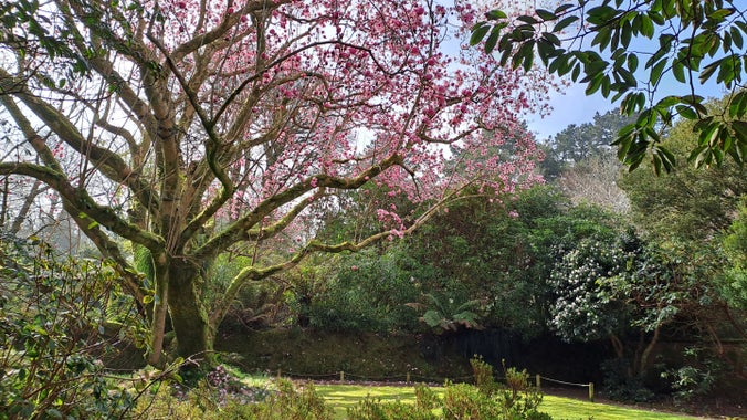 A large tree with pink petals surrounded by various tones of green shrubbery